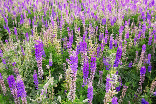 Preview: Wildflowers