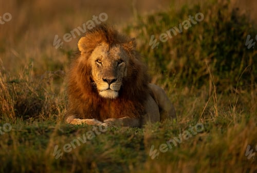 Preview: A Male Lion in Africa