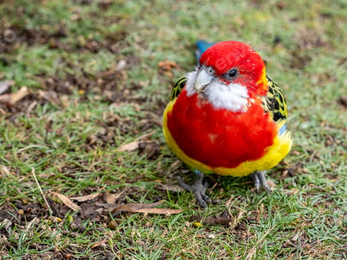 Preview: Eastern Rosella parrot bird in Tasmania