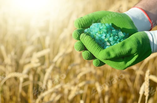 Preview: Farmer hold fertilizers in his hands with wheat field at backgro
