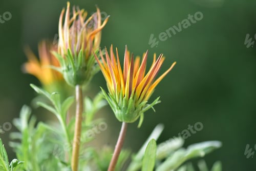 Preview: Beautiful gerbera flowers in early morning in a natural environment