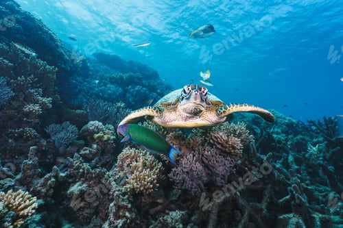 Preview: green sea turtle pose close to the healthy coral reef in australia