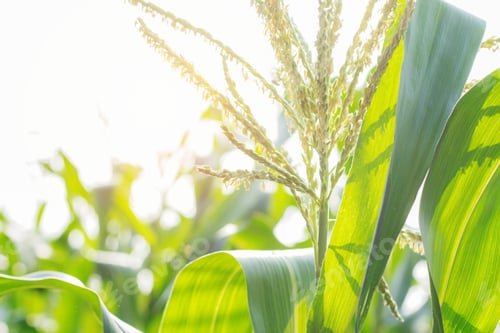 Preview: Corn tree with sunlight