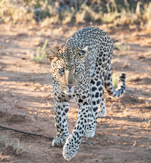 Preview: Best wildlife experiences in the world