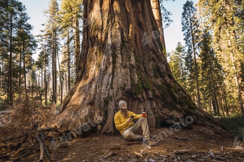 Preview: USA, California, Yosemite National Park, Mariposa, man sitting at sequoia tree with cell phone and m