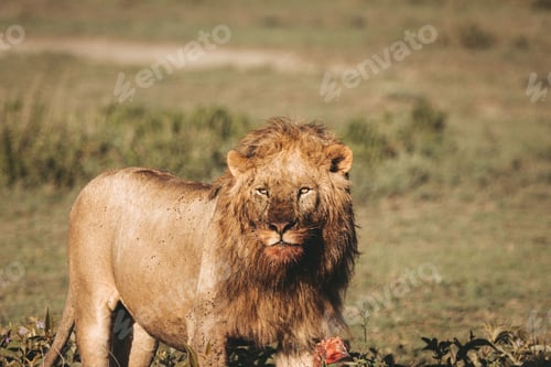 Preview: Large majestic lion standing in a field with bloody fur while eating prey