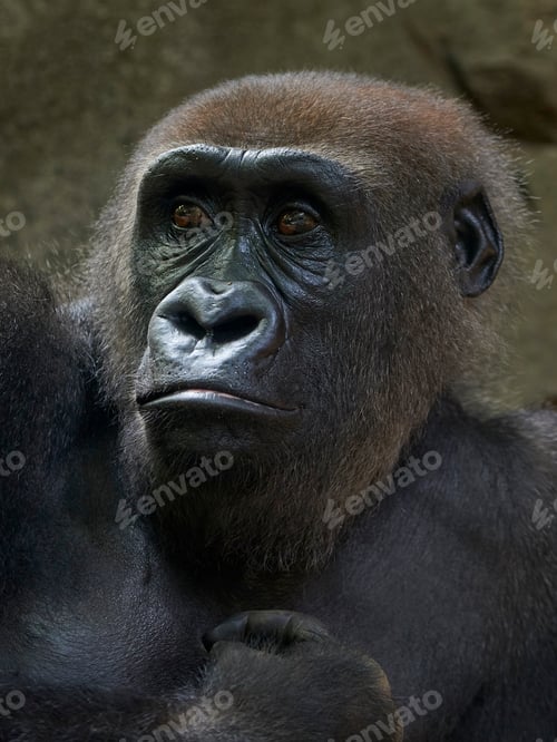 Preview: Western lowland gorilla (Gorilla gorilla gorilla)