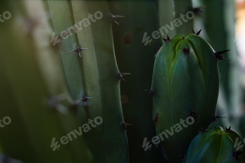 Preview: Close up of big thorns on cactus plant