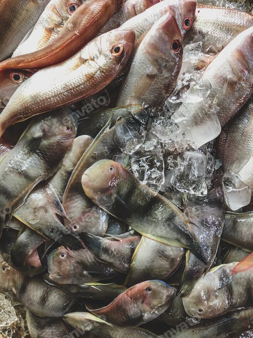 Preview: Top view on an assortment loose fish to sale at a fish market, H