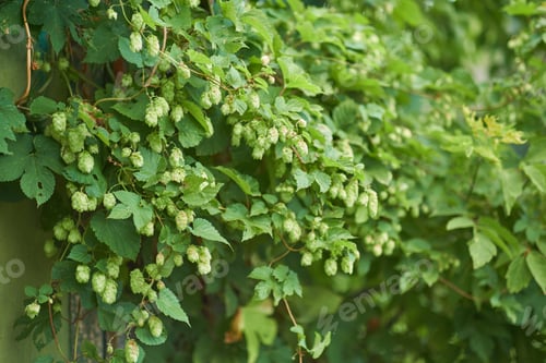 Preview: detail of hop cones in the hop field.