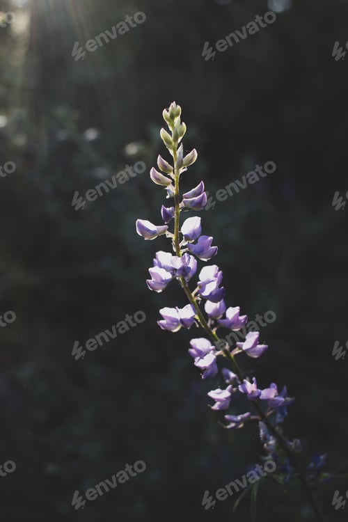 Preview: Purple lupine in sunlight