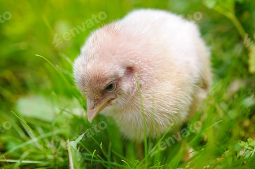 Preview: Little chicken on the grass