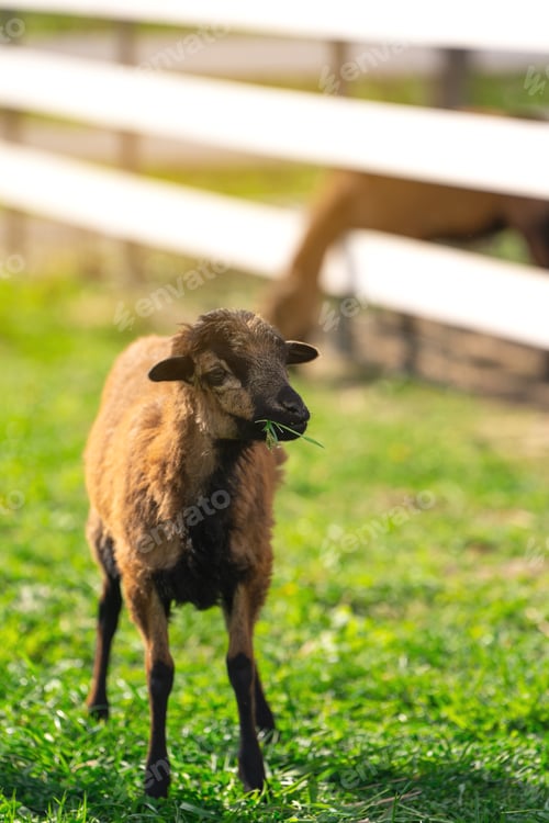 Preview: Cameroon sheep eat grass and grazing in paddock or zoo cage. Animal concept