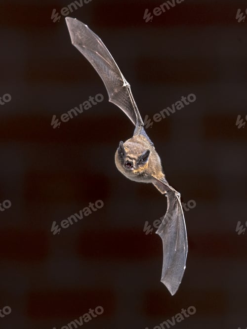 Preview: Flying Pipistrelle bat in front of brick wall