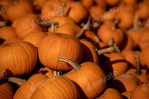 Preview: Pumpkins