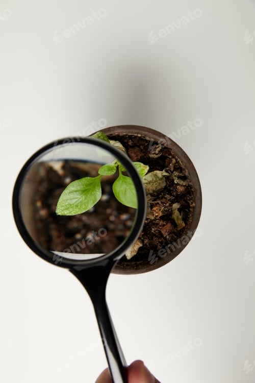 Preview: top view through magnifying glass at green plant in pot on grey