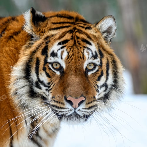 Preview: Portrait closeup Adult Tiger in cold time. Tiger snow in wild winter nature