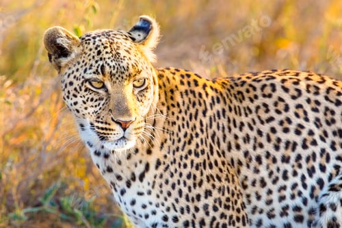 Preview: African leopard at the great plains of Serengeti