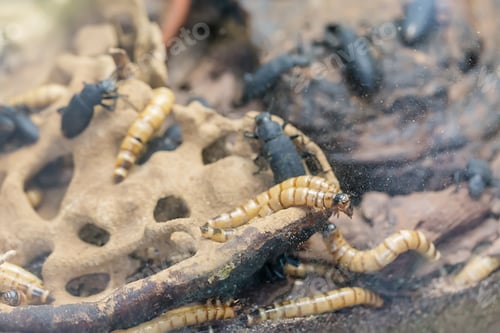 Preview: Larva and beetle Tenebrio molitor