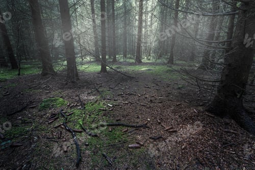 Preview: darkness, forest, horror, spooky
