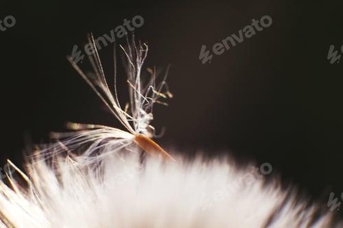 Preview: dandelion parachute close-up. parachute on a dandelion. dandelion seeds