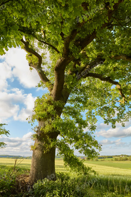 Preview: Danish forest in springtime. A photo of green and lush forest in springtime.