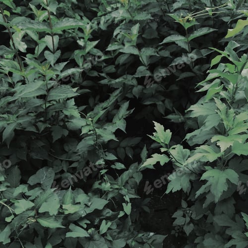 Preview: leaves deep green shade iphoneography