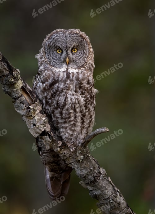 Preview: Great Grey Owl Hunting in Canada