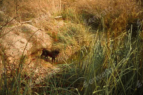 Preview: Munsterlander dog hunting in a wet area among vegetation.