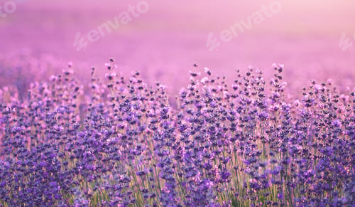 Preview: Bush of lavender frower at sunset.