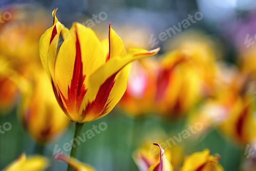 Preview: Tulips