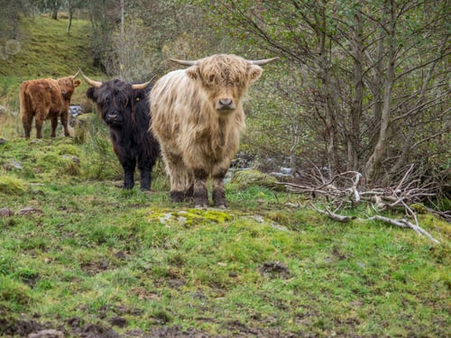 Preview: some very big furry cattle in the middle of some grass