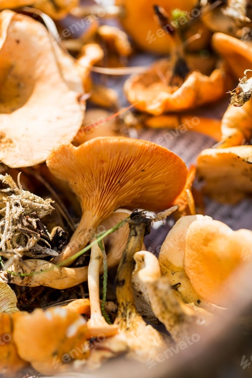 Vista previa: Close up of basket of foraged mushrooms