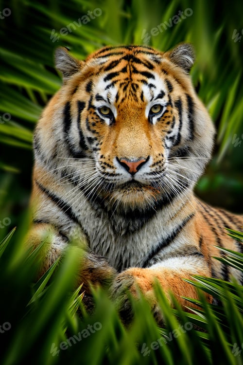 Preview: Tiger lurking in the leaves in the jungle