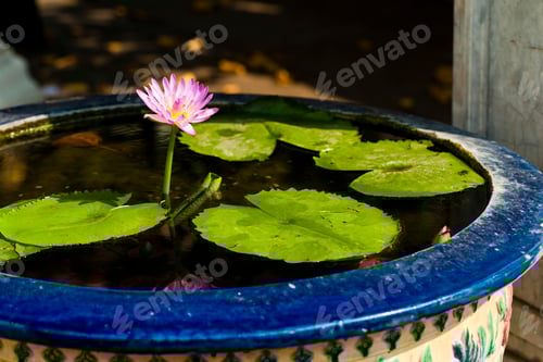 Preview: Lotus Flower and Water Lilly at The Grand Palace, Bangkok, Thailand, Southeast Asia