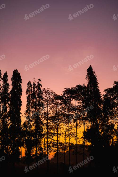 Preview: Earth Day eco concept with tropical forest background, natural forestation preservation