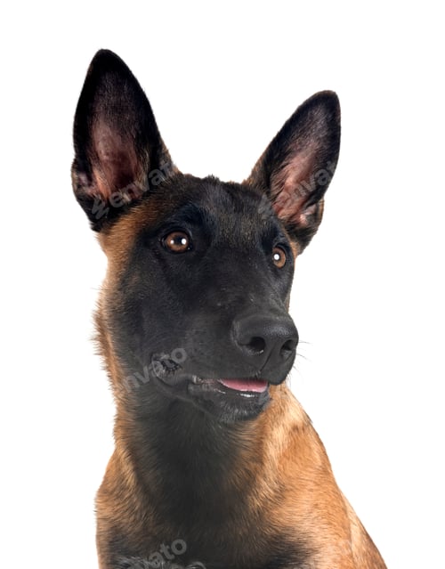 Preview: puppy malinois in studio