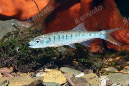 Preview: Senegal minnow Raiamas senegalensis in freshwater aquarium
