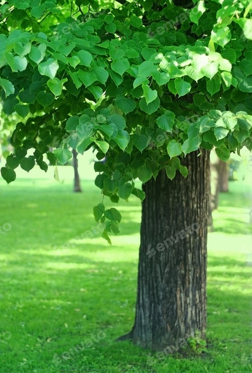 Preview: tree with green foliage