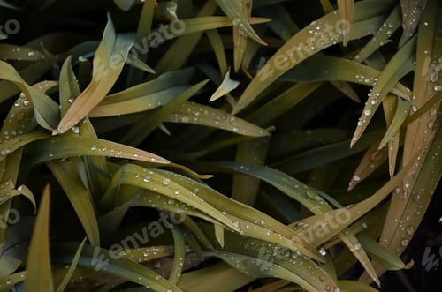 Preview: Close-up shot of dense grassy stems with dew drops