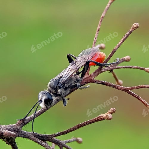 Preview: Insect