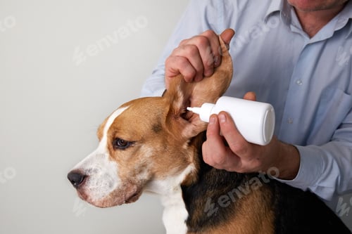 Preview: The veterinarian instills drops into the ears of the beagle dog.