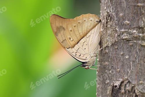 Preview: Close up shot of beautiful butterfly