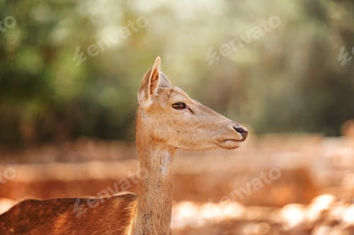 Preview: A Fawn is looking at camera. Deer