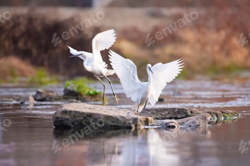 Preview: Pair of great egrets standing gracefully atop a wet rock in a serene body of water