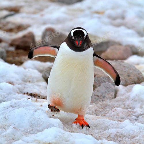 Preview: Penguin in its natural habitat in Antarctica