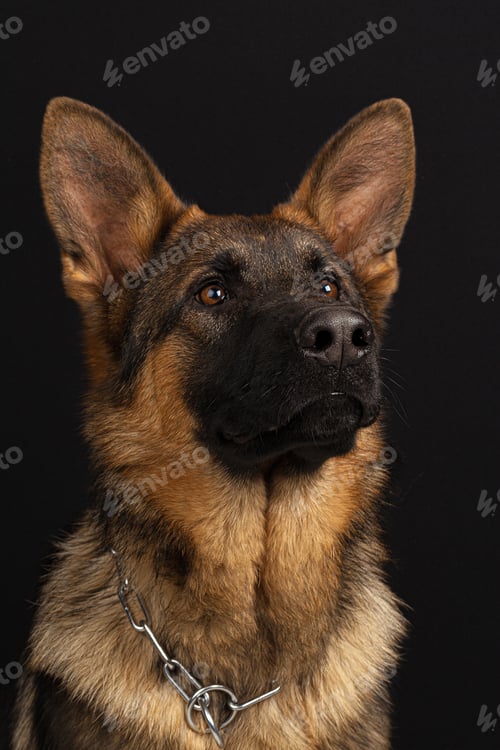 Preview: German shepherd dog portrait on black background