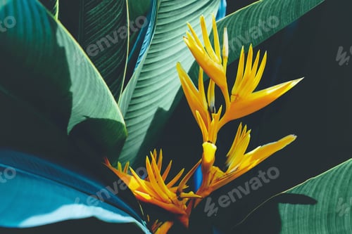 Preview: beautiful colorful exotic flower on dark leaf background