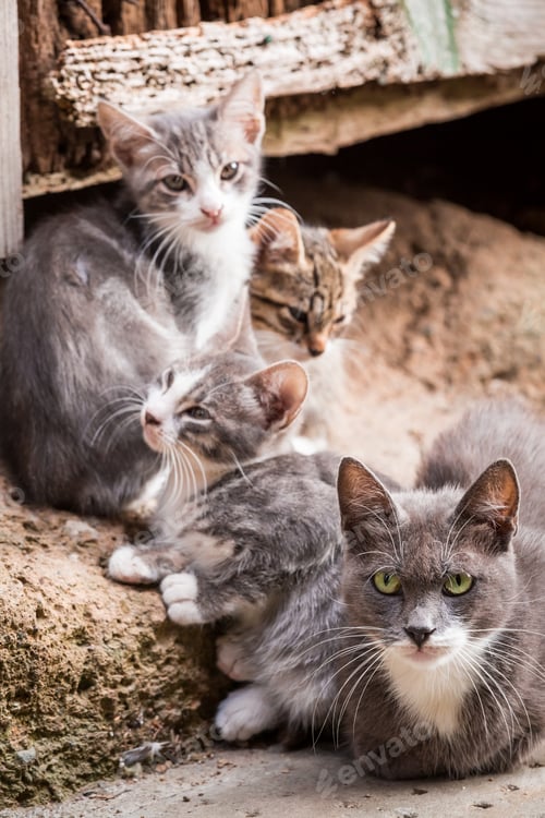 Preview: Small kittens with mom in Tuscany