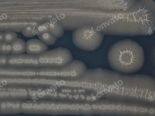 Preview: Colonies of Bacillus subtilis natto